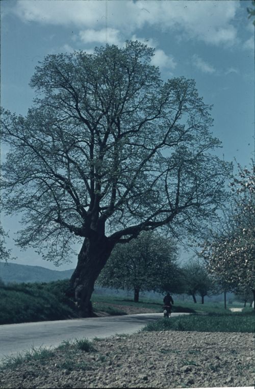 Fotografie, Therwil, alte Linde