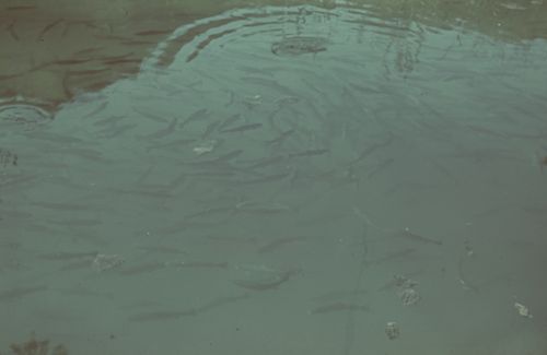 Fotografie, Liestal, Orisweiher mit Fischen