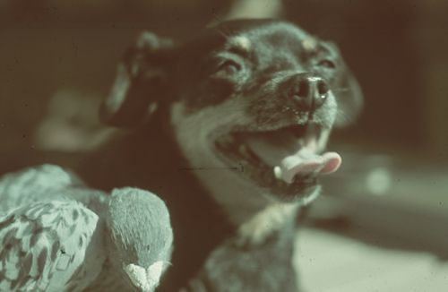 Fotografie, Hundeportrait