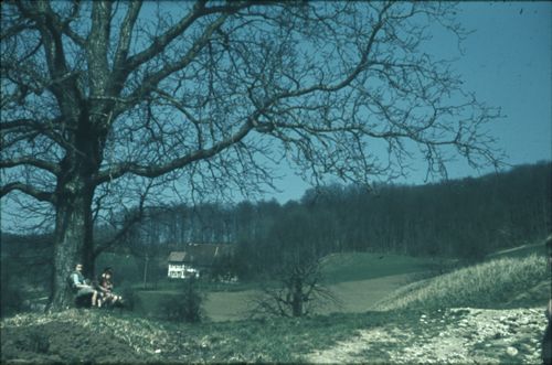 Fotografie, Sissach, Halden, Nussbaum beim Hof Fluhberg