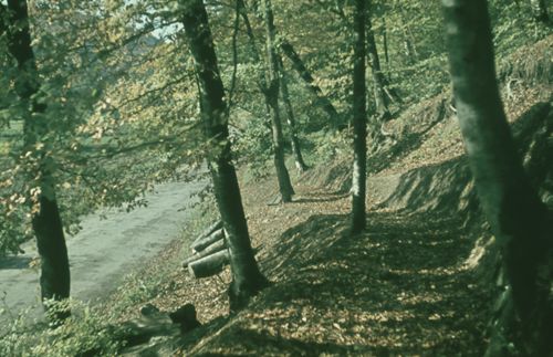Fotografie, Liestal, Waldweg auf Sichtern
