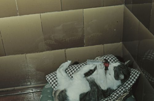 Fotografie, Liestal, Katze 4
