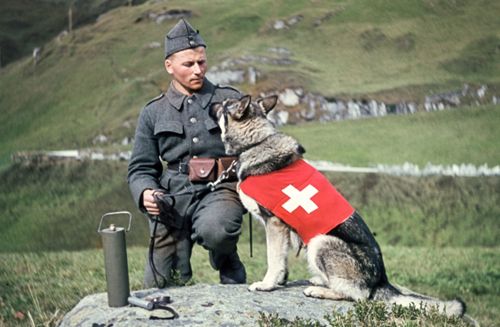 Fotografie, Armee-Meldehund