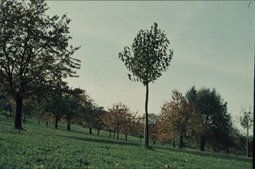 Fotografie, Pratteln, Erli