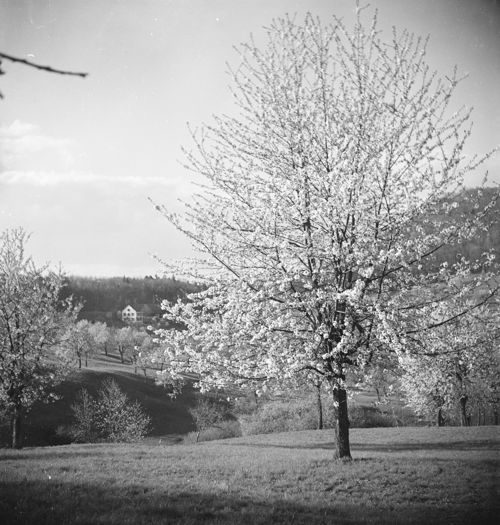 Fotografie, Frenkendorf Adler