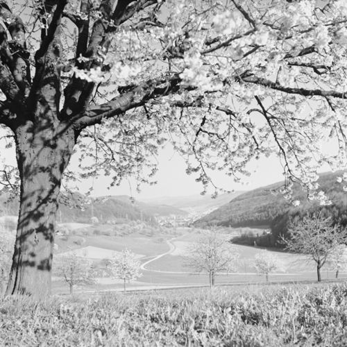 Fotografie, Liestal, Röserental