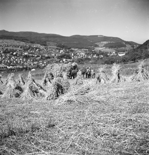 Fotografie, Liestal, Sigmund, Garbenfeld