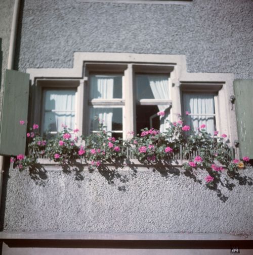 Fotografie, Blumenfenster