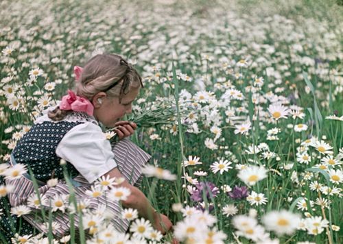 Fotografie, Pratteln, Blumenwiese mit Trachtenmädchen