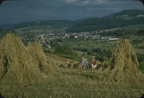Fotografie, Sissach, Limberg, Landschaft mit Getreidefeldern