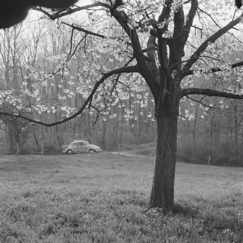 Fotografie, Bei Frenkendorf, Baumblüte mit Strübins legendärem VW-Käfer