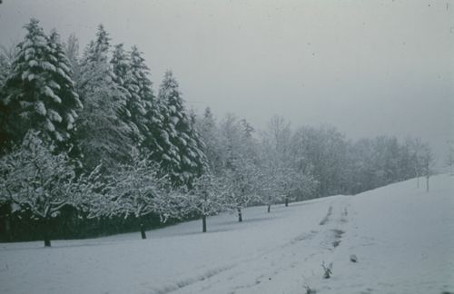 Fotografie, Ormalingen, Weg zur Farnsburg