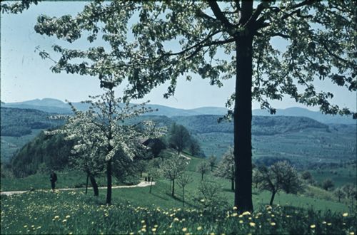 Fotografie, Gelterkinden, Mittlerer Homberg