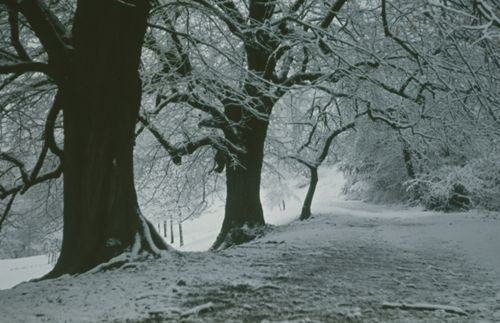 Fotografie, Waldrand beim Farnsburghof