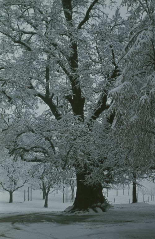 Fotografie, Farnsburghof, alte Linde