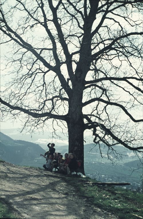 Fotografie, Sissach, Nussbaum beim Hof Fluhberg