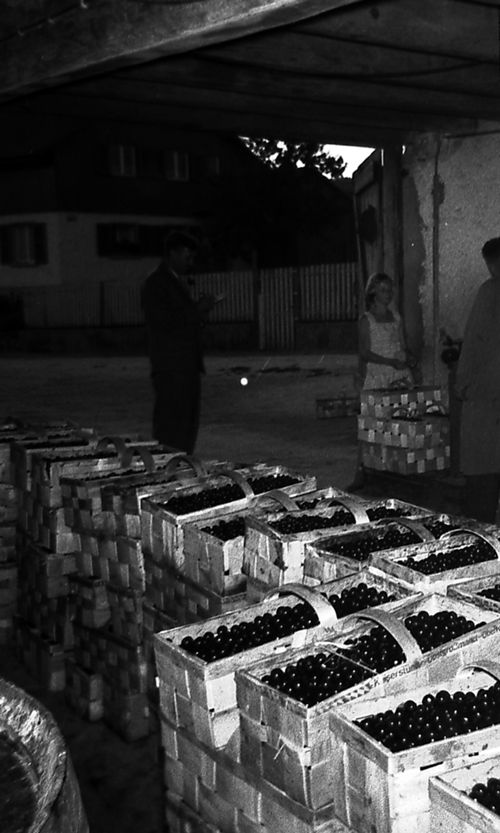 Fotografie, Wenslingen, Kirschenannahmestelle bei Bruno Trachsler