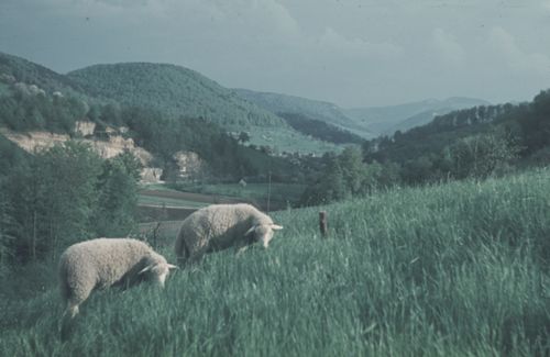 Fotografie, Zunzgen, Büchel mit Schafen