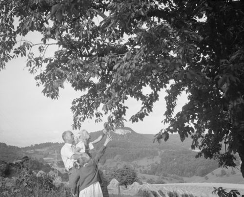 Fotografie, Itingen, Apfelernte