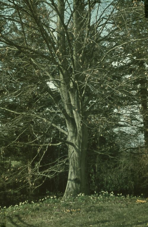 Fotografie, Liestal, Blutbuche im Garten von Dr. Erny