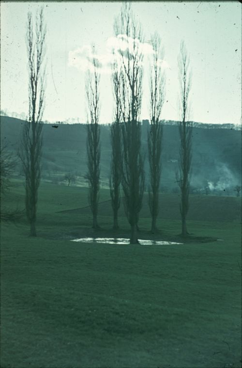 Fotografie, Pratteln, Lachmattweiher mit Pappeln