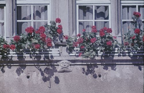 Fotografie, Blumen am Fenster