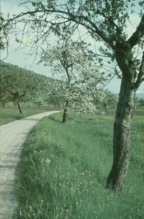 Fotografie, Liestal, Reitweg im Gebiet Wannen