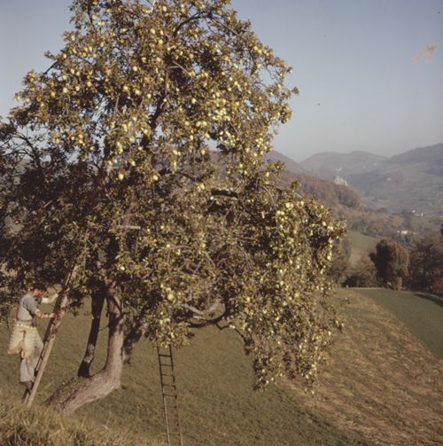 Fotografie, Ramlinsburg, Apfelernte
