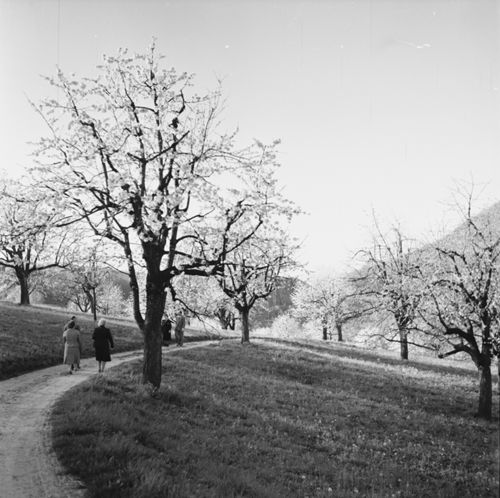 Fotografie, Liestal, Röserental im Frühling