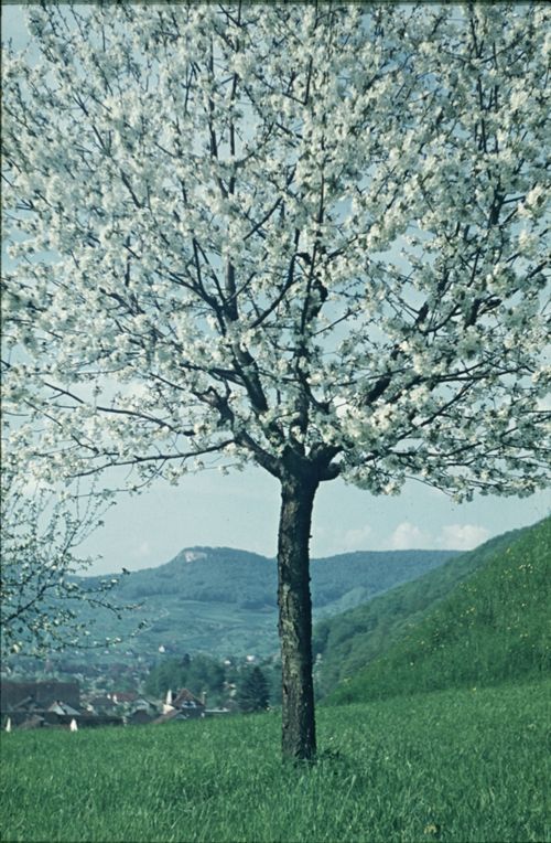 Fotografie, Zunzgen, Baumblüten