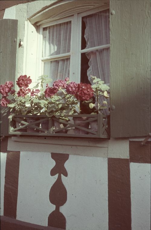 Fotografie, Allschwil, Geranien an Fachwerkhaus