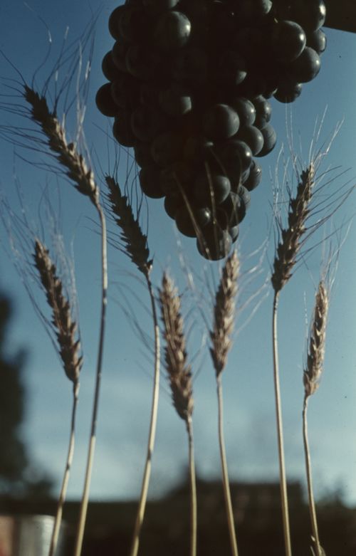 Fotografie, Brot und Wein