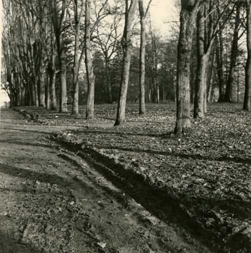 Fotografie, Sissach, Schloss Ebenrain, Allee