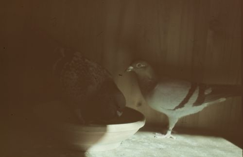 Fotografie, Brieftauben, Treiben zum Nest, Iragna