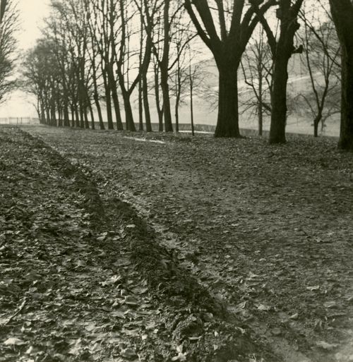 Fotografie, Sissach, Schloss Ebenrain, Allee