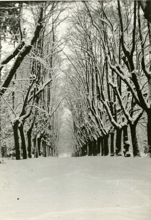 Fotografie, Sissach, Schloss Ebenrain, Allee im Winter