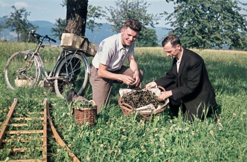 Fotografie, Kirschenernte