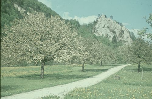 Fotografie, Reigoldswil, Blick nach Ruine Ryfenstein