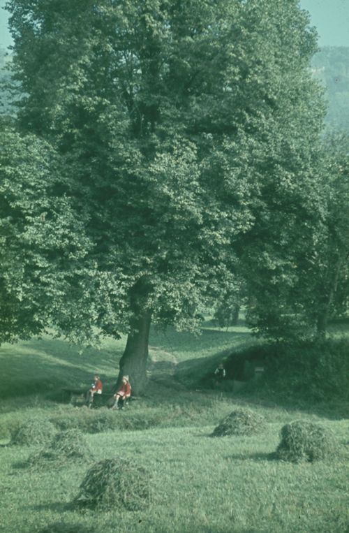 Fotografie, Liestal, Chüngelbrunnen, Linde mit Bänklein