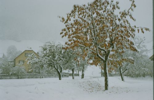 Fotografie, Bauernhof mit Hostett im Winter