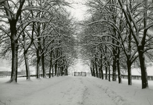 Fotografie, Sissach, Schloss Ebenrain, Allee im Winter
