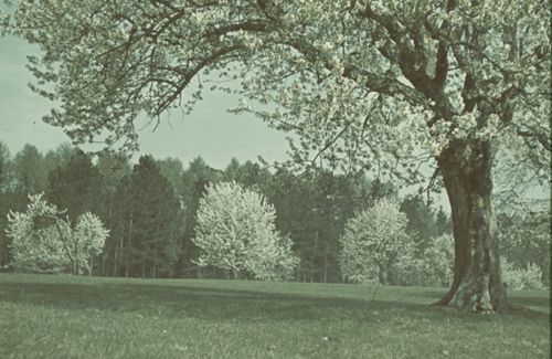 Fotografie, Liestal, Sichtern, Kirschenblüte
