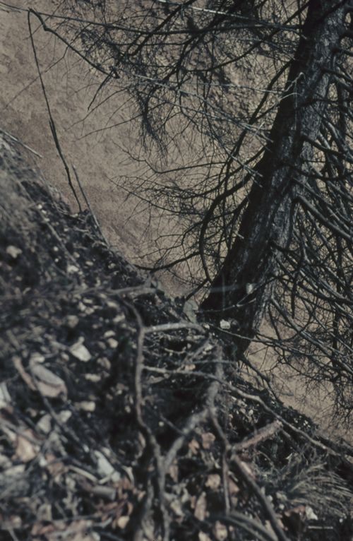 Fotografie, Farnsberg, "die tapfere Tanne"