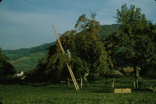 Fotografie, Obsternte