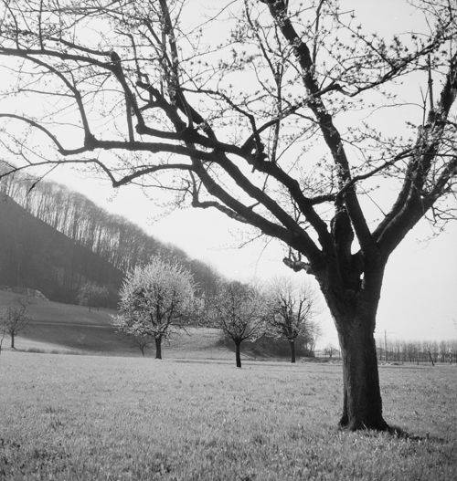 Fotografie, Muttenz (Pratteln), Lachmatt -> Wartenberg