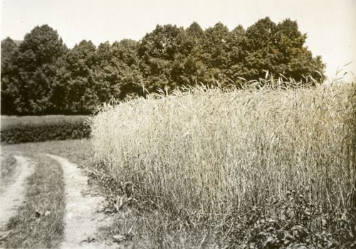Fotografie, Sissach, Schloss Ebenrain, Getreidefeld im Hofgut