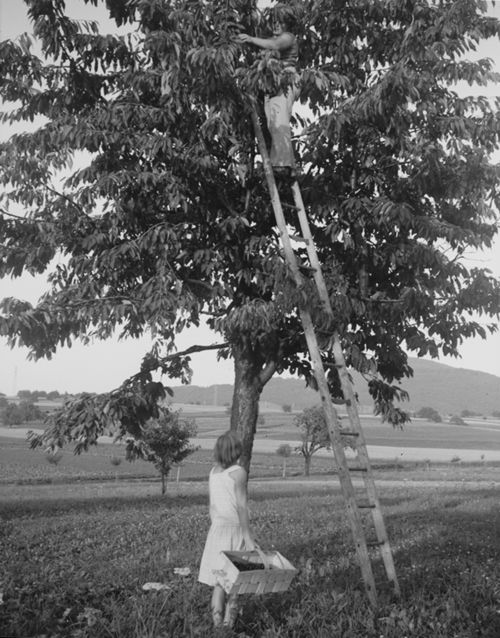 Fotografie, Wenslingen, Kirschenernte