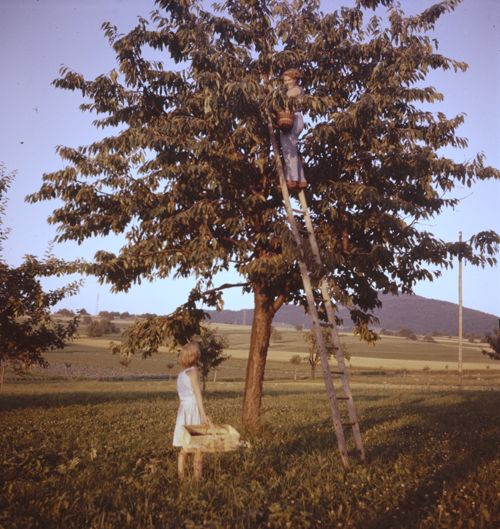 Fotografie, Liestal, Kirschenernte