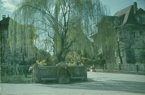 Fotografie, Liestal, Langhagstrasse, Trauerweide