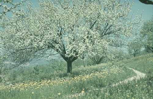 Fotografie, Apfelblüten bei Füllinsdorf